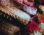 Fin del Mundo estrena su nuevo álbum "Hicimos Crecer un Bosque"