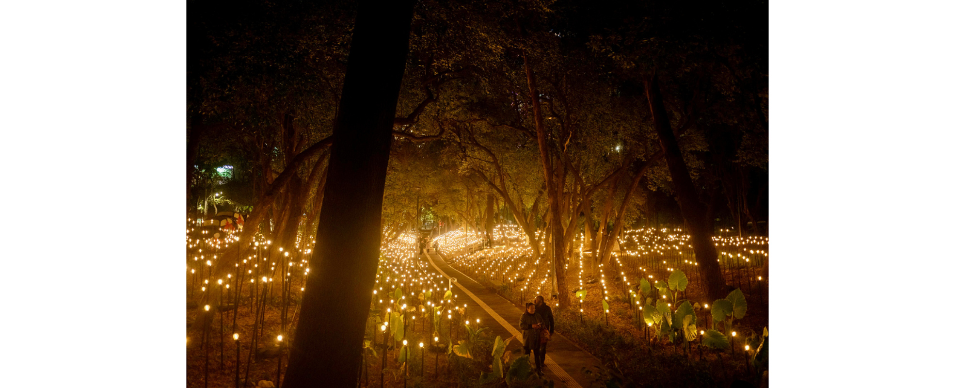 Rafael Lozano-Hemmer transforma el Museo de Arte Moderno con "Jardín inconcluso"