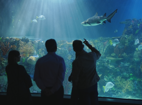 Acuario Inbursa - Foto Bienvenida