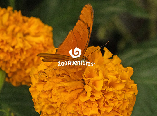 ZooAventuras CHAPULTEPEC