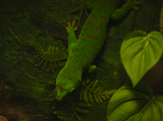 Acuario Inbursa - Eventos