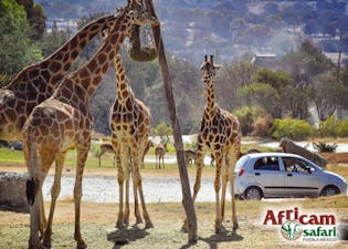 Africam Safari