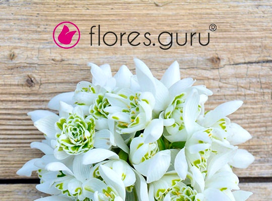 Flores Gurú